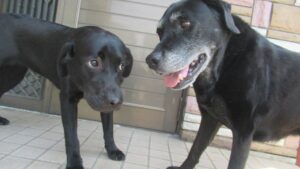 犬にも思春期があるってご存知ですか？