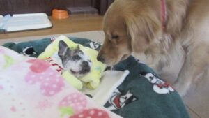 「介護のワンちゃんが教えてくれた、大切な気づき」